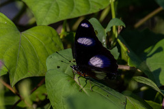 Hypolimnas misippus