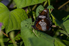 Hypolimnas misippus
