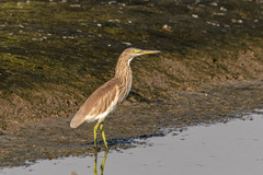 Ardeola grayii
