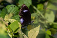 Hypolimnas bolina