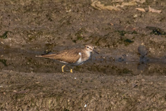 Actitis hypoleucos