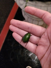 Anomala albopilosa albopilosa