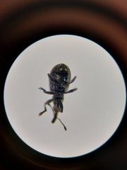 Perapion curtirostre