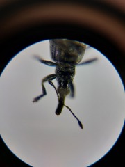 Perapion curtirostre