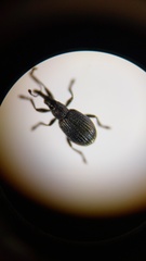 Perapion curtirostre