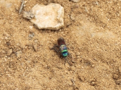 Chrysidinae