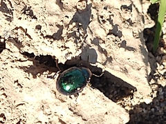 Leptinotarsa haldemani