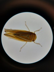 Idiodonus kennicotti