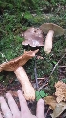 Lactarius kauffmanii