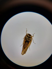 Idiodonus kennicotti