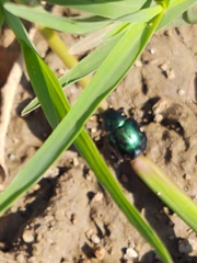 Leptinotarsa haldemani