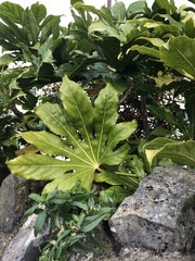 Fatsia japonica