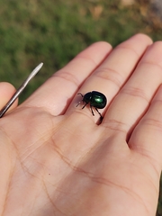 Leptinotarsa haldemani