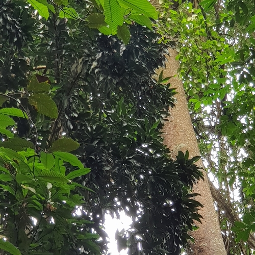 Image of Dracaena maingayi by (c) pbsg, some rights reserved (CC BY)
