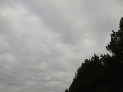 Turdus pilaris