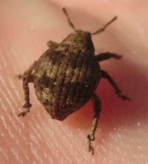 Pseudocneorhinus bifasciatus