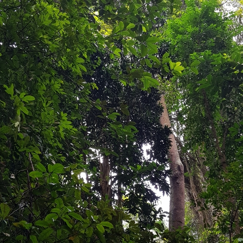 Image of Dracaena maingayi by (c) pbsg, some rights reserved (CC BY)