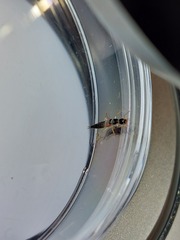 Homaeotarsus cribratus