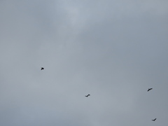 Turdus pilaris