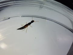 Homaeotarsus cribratus