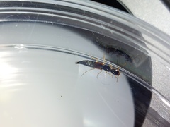 Homaeotarsus cribratus