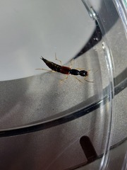 Homaeotarsus cribratus