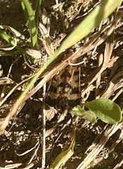 Nomophila nearctica