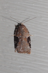 Acleris chalybeana