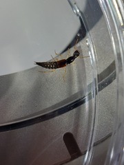 Homaeotarsus cribratus