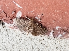 Anageshna primordialis