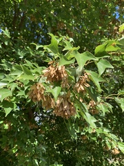 Acer ginnala