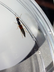 Homaeotarsus cribratus