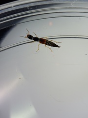 Homaeotarsus cribratus