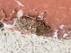 Anageshna primordialis