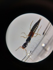 Homaeotarsus cribratus