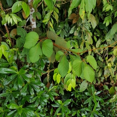 Ampelocissus elegans