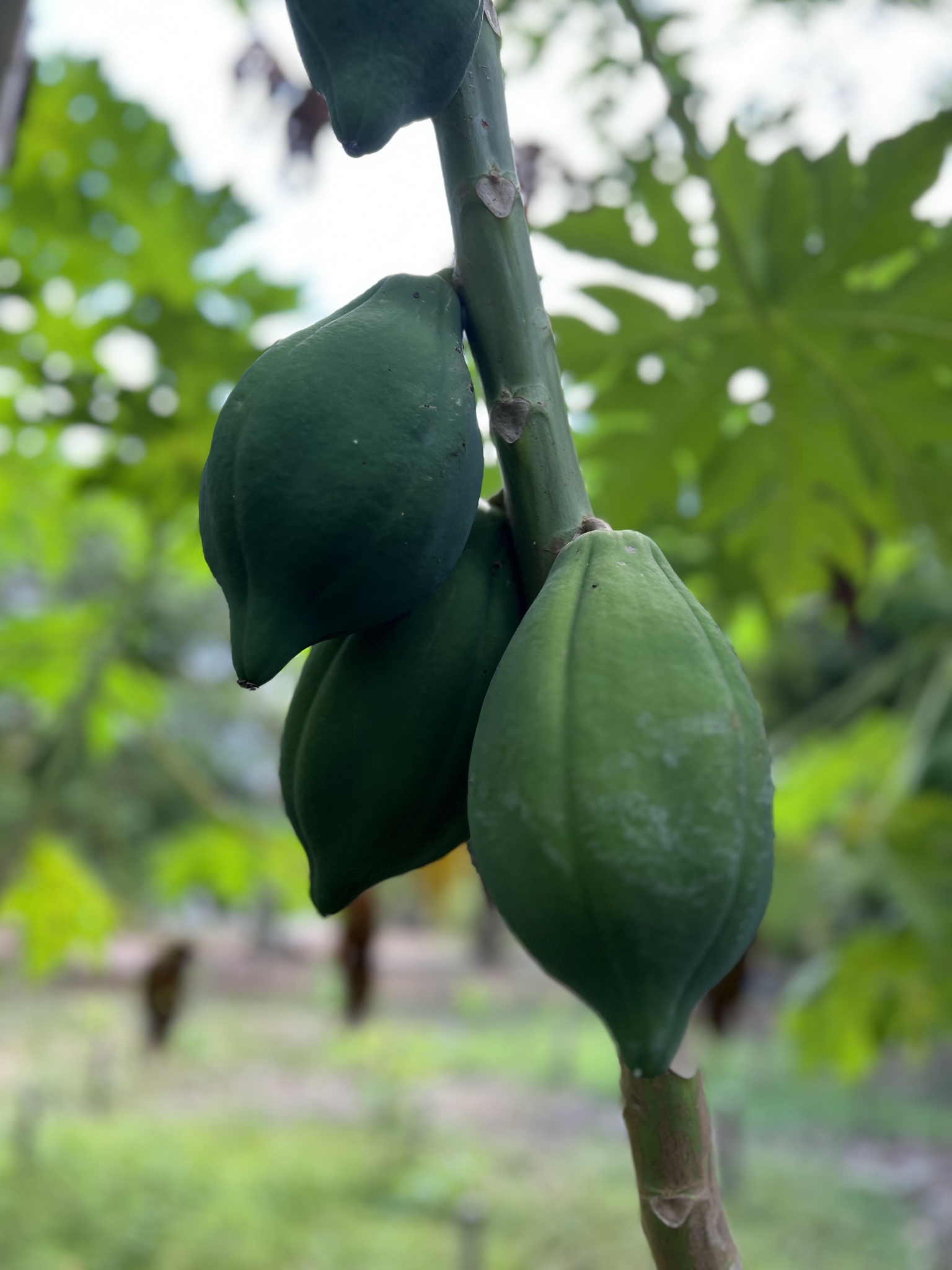Carica papaya