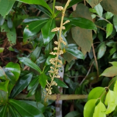 Ampelocissus elegans