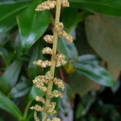 Ampelocissus elegans