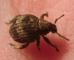 Pseudocneorhinus bifasciatus