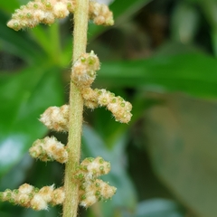 Ampelocissus elegans