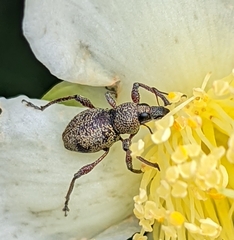 Metapocyrtus adspersus