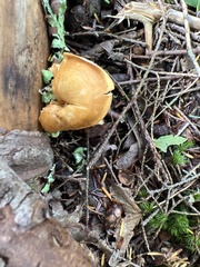 Hydnum umbilicatum