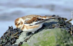 Plectrophenax nivalis