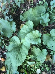 Phytomyza albiceps group