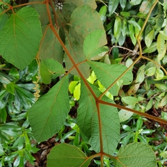 Ampelocissus elegans