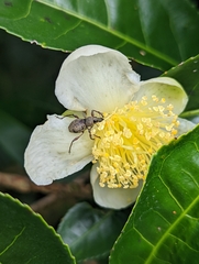 Metapocyrtus adspersus