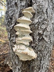 Rigidoporus