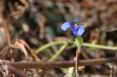 Commelina forskaolii