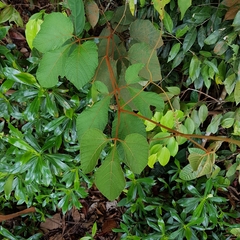 Ampelocissus elegans